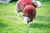 Carlisle, Herdy Sketches, Isle of Walney, Herdies, Elterwater, Herdy Art, Herdy Sheep Artist, Plumbland, Red Pike (Wasdale), Herdwick Wall Art, White Side, Seatallan, Place Fell, Great Musgrave, Blawith, Seat Sandal, Herdwick Sheep Sketch, Blea Rigg, Blencarn, Herdwick Sheep Oil Pastels, Herdy Wall Art, Scar Crags, Talkin, Herdwick, Grinsdale, Warwick Bridge, Orthwaite, Herdwick Sheep Oil Painting, Herdwick Sheep Oil Painting,  Lake District, Cumbria.