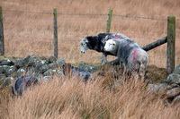 Herdwick Sheep Prints, Herdwick Sheep Art, Loughrigg Fell, Long Marton, Wandope, Herdwick Drawings, Hart Crag, Herdwick Sheep Oil Painting, Herdwick Sheep Oil Pastels, Wansfell, Raven Crag, Lakeland Sheep, Middle Dodd, Herdwick Sketch, Sale Fell, Grange (Keswick), Morland, Starling Dodd, Bolton, Helm Crag, Brigham, Grey Friar, Herdwick Sketches, Herdwick Sheep Oil Painting, Flookburgh, Silver How, Ullscarf, Herdwick Ewe, Mixed-Media Herdwick Art, Herdwick Art, Camerton, Lindale,  Lake District, Cumbria.