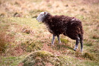 Herdwick Sheep Oil Pastels, Knott Rigg, Herdwick Sheep Acrylic Paintings, High Bankhill, Calder Bridge, Herdwick Artwork, Fairfield, Tirril, Silloth, Nenthead, Herdies, Mixed-Media Herdy Art, Raise, Wansfell, Skiddaw, Hayton (Brampton), Herdwick Sheep Oil Painting, Parsonby, Barrow, Herdwick, Loadpot Hill, Bannerdale Crags, Catbells, Walla Crag, The Nab, Broughton, Herdy Sheep Artist, Herdy, Cumwhitton, Great Orton, Raughton Head,  Lake District, Cumbria.