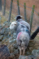 Herdwick Sheep Oil Painting, Seat Sandal, Great Crag, Herdwick, Little Mell Fell, Clappersgate, Herdwick Sheep Art Studio, High Rigg, Herdwick Sheep Oil Pastels, Arlecdon, High Raise, Herdwick Drawings, Brown Pike, Herdy, Great Ormside, Great Rigg, Burnbanks, Isle of Walney, Seathwaite (Borrowdale), Silver How, Tallentire, Eel Crag (Crag Hill), Braithwaite, Mixed-Media Herdy Art, Red Pike (Wasdale),  Lake District, Cumbria.