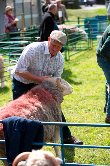 Bowscale Field Lakeland Sheep