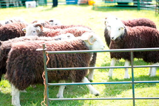 Raven Crag Field Herdwick
