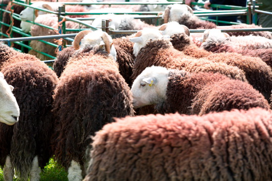 Martindale Valley Lake district Sheep