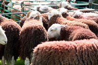 High Stile, Little Hart Crag, Lakeland Sheep, Dove Crag, Mixed-Media Herdwick Art, Skelton, Kirkland (Penrith), Watch Hill, Seat Sandal, Bampton Grange, Haverigg, Grange (Keswick), Herdwick Sketch, Herdwick Sheep Acrylic Painting, Herdwick Sheep Art, Herdies, Grasmoor, Cumwhinton, Great Musgrave, Cold Pike, Herdwick Ewe, Staveley (Kendal), Herdwick Art Studio, Elterwater, Caw Fell, Skiddaw, Outerside, Natland, Colton,  Lake District, Cumbria.