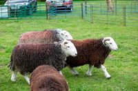 Brough, Embleton, Holmrook, Lakeland Herdy Artworks, Cold Pike, Gray Crag, Herdy Art, Herdwick Sheep Oil Painting, Steeple, Herdy Ewe, Herdy Sketches, Buckbarrow, Stybarrow Dodd, Herdies, Harrison Stickle, Brock Crags, Grayrigg, Herdwick, Uldale, Eamont Bridge, Great Mell Fell, Herdwick Sheep, Helm Crag, Maiden Moor, Kidsty Pike, Bampton Grange, Nateby,  Lake District, Cumbria.