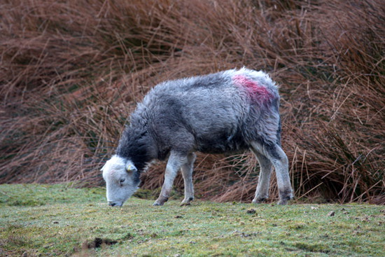Hoff Herdwick Sheep