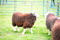 Hallin Fell, High Street, Herdwick Sheep Sketch, Mixed-Media Herdwick Art, Soulby (Kirkby Stephen), Herdies, Maryport, Arnison Crag, Herdwick Art Studio, Herdwick Artwork, Flookburgh, Herdwick Sheep Prints, Abbeytown, Drumburgh, Herdwick Sheep Oil Painting, Herdwick Art, Rydal, Seaton, Rest Dodd, High Spy, Ullock Pike, Bowness-on-Solway, Garrigill, Harter Fell, Eskdale, Maiden Moor, Seathwaite (Borrowdale), Herdwick Sheep, Herdwick Sketch, Holme Fell,  Lake District, Cumbria.