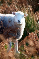 Grayrigg, Herdy Ewe, Bowscale, Kentmere, Kirkby Stephen, Lakeland Herdy Artworks, Great Crag, Ulpha, Seatallan, Silver How, Herdwick Sheep Oil Painting, Herdwick, Haycock, Cumdivock, Herdwick Sheep Sketch, Sandwith, High Rigg, Herdwick Sheep Oil Painting, Hesket Newmarket, Herdwick Artwork, Brim Fell, Seat Sandal, Helvellyn, Herdwick Sheep Prints, Eamont Bridge, Place Fell, Natland, Middle Fell,  Lake District, Cumbria.