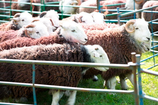 Pillar Farm Lakeland Sheep