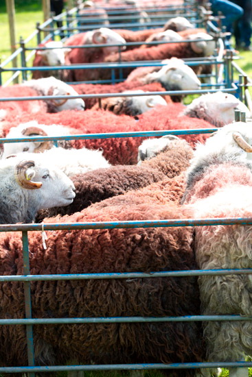 Sergeant Man Field Herdwick