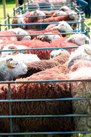 Clappersgate, Herdwick Sheep Acrylic Painting, Herdwick Sheep Oil Painting, Beda Fell, Dove Crag, Mixed-Media Herdwick Art, Great Mell Fell, Hale, Herdwick Sheep Sketch, Lakeland Sheep, Crosthwaite, Red Screes, Great Sca Fell, Heron Pike, Grange Fell, Oxen Park, Ulpha, Kirkby Stephen, Oxenholme, Herdwick, Helm Crag, Herdwick Art Studio, Herdwick Artwork, Herdwick Sheep Oil Painting, Herdwick Ewe, Herdwick Sketches, Dalston, Backbarrow,  Lake District, Cumbria.