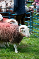 Firbank Fell, Herdwick Art, Oxenholme, Herdwick Sheep Acrylic Painting, Bothel, Lakeland Sheep, Monkhill, Calf Crag, Barrow, Cark (Cartmel), Bolton, Herdwick Sketch, Mungrisdale Common, Herdwick Sheep, Herdwick Sheep Sketch, Edenhall, Herdwick Sheep Art, Place Fell, Mardale Ill Bell, Herdwick Sheep Oil Painting, Herdwick Sheep Oil Painting, Slight Side, Bowscale Fell, Windermere, Steeple, Brisco, Beda Fell, Bowness-on-Windermere, Herdwick Sheep Prints, Durdar,  Lake District, Cumbria.