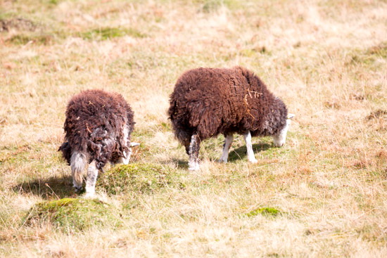 Sheffield Pike Farm Lake district Sheep