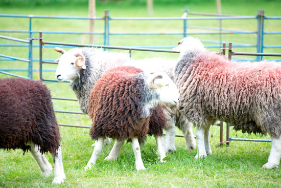 Dearham Farm Herdwick