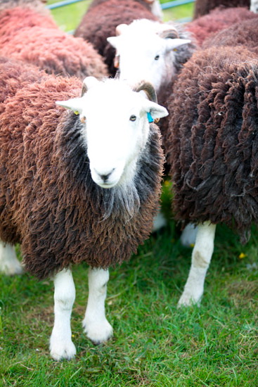 Lank Rigg Field Herdwick