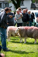 Watch Hill, Herdwick, Herdy Sketches, Middle Fell, Herdwick Sheep Art Studio, Hart Crag, Herdy Wall Art, Swinside, Pike of Stickle, Red Pike (Buttermere), Far Arnside, Herdwick Sheep Oil Pastels, Herdwick Drawings, Catstycam, Lowther, Sour Howes, Flookburgh, Herdwick Sheep Oil Painting, Robinson, Mixed-Media Herdy Art, Bridekirk, Black Combe, Thunacar Knott, Broughton Mills, Ackenthwaite, Herdy, Herdwick Sheep Acrylic Paintings, Lazonby, Whiteside, Glaramara, Lamplugh, Nenthead,  Lake District, Cumbria.
