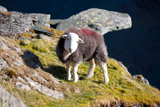 Wythop Mill Field Lakeland Sheep