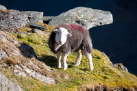 Cleator Moor, Bonscale Pike, Herdwick, Blencogo, Herdy Sketches, Slight Side, Beetham, Hartsop above How, Herdwick Sheep Art Studio, Firbank Fell, Ravenstonedale, Herdy Sketch, Lakeland Sheep, Hart Crag, Herdwick Sheep Oil Painting, Pike of Blisco, Low Newton, High Hartsop Dodd, Troutbeck (Penrith), Herdwick Wall Art, Black Fell, Herdwick Artwork, Scafell Pike, Stainton With Adgarley, Great Carrs,  Lake District, Cumbria.