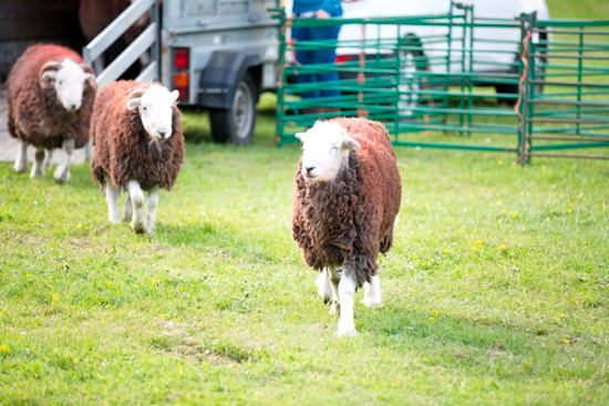 Sail Field Herdwick Sheep