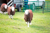 Brigsteer, Meal Fell, Grisedale Pike, Mungrisdale, Allonby, Herdy Sketch, Natland, Dale Head, Rampsgill Head, Steeple, Ravenstonedale, Lindal in Furness, Herdwick Sheep Art Studio, Herdwick Sheep Prints, Kentmere, High Hartsop Dodd, Kirkoswald, Herdwick Sheep Art, Cold Pike, Holmrook, Herdwick Sheep Oil Painting, Grike, Herdwick Wall Art, Sour Howes, Aspatria, Allen Crags, Herdwick Drawings, Herdy, Briery, Great Borne, High Rigg,  Lake District, Cumbria.