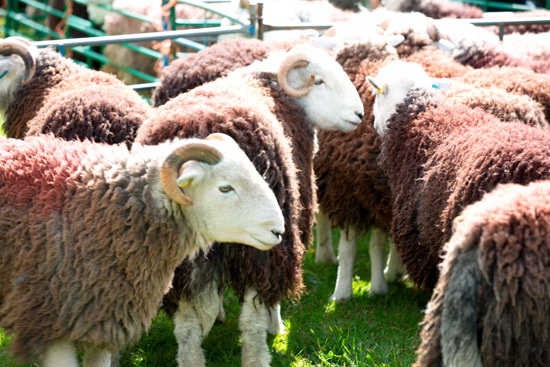 Eagle Crag Farm Lakeland Sheep