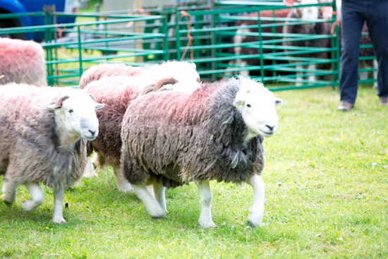 Hale Valley Lake district Sheep