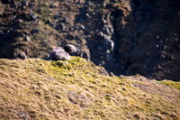 Whinlatter, Lakeland Sheep, Herdwick Sheep Art Studio, Herdy Sketch, Herdy Ewe, Sour Howes, Herdy Sketches, Herdwick Sheep Prints, Raven Crag, Crosthwaite, Arnison Crag, Illgill Head, Kentmere, Plumbland, Ambleside, Thornthwaite Crag, Herdwick Sheep Sketch, Fellbarrow, Thornthwaite, Herdwick Sheep Acrylic Paintings, Brock Crags, Newton Reigny, Parton, Mixed-Media Herdy Art, Roa Island, Glaramara, Johnby, Herdwick, High Newton,  Lake District, Cumbria.