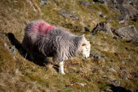Crinkle Crags, Lakeland Sheep, Brampton (Carlisle), Causey Pike, Loweswater, Hale, Wreay (Carlisle), Corney, Barf, Herdwick Sheep Art, Whin Rigg, Mixed-Media Herdy Art, Hart Side, Branstree, Harrison Stickle, Harter Fell, Eskdale, Herdy Sketches, Colby, Herdwick Sheep Oil Painting, Herdwick, Herdwick Sheep Sketch, Beaumont, Herdy Sketch, Kirkhouse, Piel Island, Herdwick Wall Art, Herdwick Sheep, Harter Fell, Mardale, Little Strickland, Hard Knott,  Lake District, Cumbria.