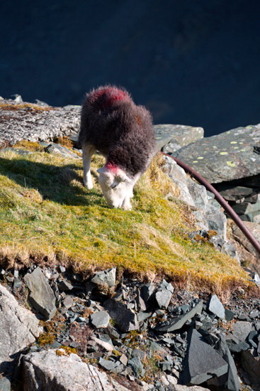 Orthwaite Farm Lake district Sheep - Lakeland Photos - Art Prints Orthwaite Farm Lake district Sheep
