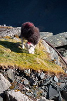 Herdwick Sheep Prints, Herdy Sketches, Millom, Torpenhow, Herdwick Sheep Acrylic Paintings, High Street, Nab Scar, Windermere, Herdwick Sheep Oil Painting, Herdwick Wall Art, Lakeland Herdy Artworks, Herdwick Artwork, Great Carrs, Cartmel Fell, Carl Side, Red Pike (Buttermere), Catterlen, Pennington, Herdy Wall Art, Green Gable, Birks, Herdy Sketch, Herdwick Sheep, Nether Wasdale, Herdwick Sheep Oil Painting, Ling Fell, Great Borne, Keswick, Castle Carrock, Shipman Knotts, Moor Row, Helvellyn, Lakeland,  Lake District, Cumbria.