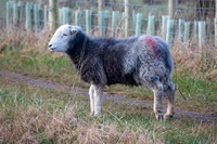 Green Gable, Durdar, Herdwick Sheep Prints, Herdwick Art Studio, Gosforth, Bannerdale Crags, Grey Crag, Herdwick Drawings, Herdwick Sketches, Herdwick Sheep Oil Pastels, Ormathwaite, Aldingham, Fellbarrow, Thunacar Knott, Herdwick Artwork, Herdwick Sheep Sketch, Starling Dodd, Irton with Santon, Great Sca Fell, Ponsonby, Saint Sunday Crag, Lakeland Sheep, Torpenhow, Raise, Long Side, High Rigg, Bassenthwaite, Herdwick,  Lake District, Cumbria.