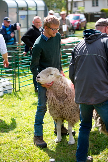 Harrison Stickle Valley Lakeland Sheep