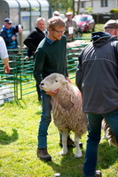 Herdy Art, Herdwick Sheep Acrylic Paintings, Herdwick Sheep Oil Painting, Herdwick, Herdwick Sheep Art, Herdwick Sheep Sketch, Herdwick Sheep Prints, Herdwick Drawings, Herdies, Herdwick Artwork, Herdy Sheep Artist, Mixed-Media Herdy Art, Lakeland Sheep, Herdy Wall Art, Herdwick Sheep Oil Painting, Herdy Sketches, Herdwick Sheep Oil Pastels, Herdy Ewe, Lakeland Herdy Artworks, Herdwick, Herdwick Sheep Art Studio, Herdwick Sheep, Herdy, Herdy Sketch, Dodd, Catstycam, Ard Crags, Bothel, Boot, Kirkby Stephen, Allonby, High Hesket, High Stile, Great Orton, Waterhead, Knott, The, Blake Fell,  Lake 