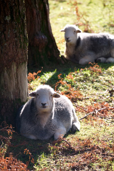 Ayside Valley Herdwick