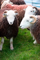 Broughton, Herdy, High Newton, Herdwick Sheep Acrylic Paintings, Middle Dodd, Calthwaite, Great Gable, Herdwick Sheep Oil Painting, Rosthwaite (Keswick), Great Sca Fell, Herdy Wall Art, Cartmel Fell, Loft Crag, Great Strickland, Kidsty Pike, Chapel Stile, Natland, Rosthwaite Fell, Herdwick, Hallbankgate, Eagle Crag, Herdwick Wall Art, Esk Pike, Catstycam, Herdwick Drawings, Carrock Fell, Herdwick Sheep Oil Pastels, Storth, Finsthwaite, Herdwick Sheep Art, Orton, Herdy Sheep Artist, Place Fell,  Lake District, Cumbria.