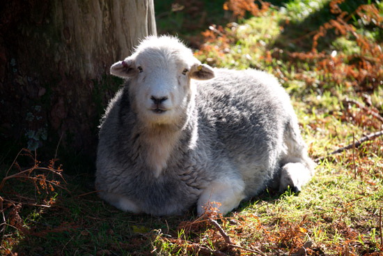Farlam Field Herdwick