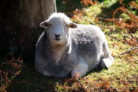 Muncaster Fell, Herdy Wall Art, Herdwick Wall Art, Herdwick Sheep Art Studio, Brampton (Carlisle), Steel Knotts, Great Broughton, Beetham, Scafell Pike, Herdwick Sheep Acrylic Paintings, Hartley, Penruddock, Hoff, Troutbeck (Penrith), Coniston, Herdwick Sheep Sketch, Buckbarrow, Lakeland Herdy Artworks, Dove Crag, Milburn, Gowbarrow Fell, Herdwick Sheep Oil Painting, Calf Crag, Mixed-Media Herdy Art, White Side,  Lake District, Cumbria.