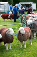 Herdwick Sheep Sketch, Wigton, Calf Crag, Herdy Sketch, Catbells, Fleetwith Pike, Barrows Green, Yoke, Herdy Sketches, Red Pike (Wasdale), Wetheral, Little Hart Crag, Winton, Great Crag, Meal Bank, Lakeside, Shap, Herdwick Drawings, Herdwick Sheep Oil Painting, Sour Howes, Saint Sunday Crag, Pennington, Herdwick Sheep Oil Painting, Seatoller, Brae Fell, Aldingham, Herdwick Artwork, Hindscarth, Herdwick, Herdies, Seaton,  Lake District, Cumbria.