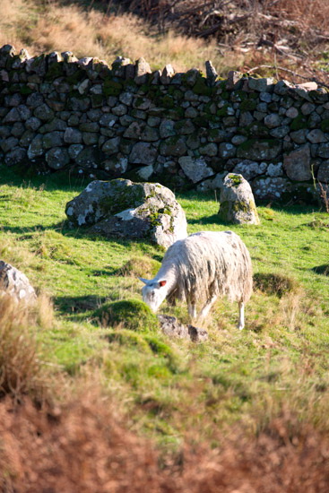 Little Strickland Farm Herdwick Sheep - Lakeland Photos - Art Prints Little Strickland Farm Herdwick Sheep