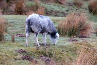 Holme, Bleaberry Fell, Herdy Sketch, Patterdale, Herdy Wall Art, Herdy Art, Beaumont, Herdwick Sheep Sketch, Herdwick Sheep Oil Painting, Loft Crag, Grike, Herdy Sketches, Herdwick Sheep Prints, Barrow, Herdwick Sheep Acrylic Paintings, High Pike (Caldbeck), Mixed-Media Herdy Art, Herdies, High Street, Herdwick Sheep, Seatoller, Kirkby Stephen, Watermillock, Ayside, Great Carrs, Fairfield, Lakeland Sheep, Burnbank Fell, Slight Side, Buckbarrow,  Lake District, Cumbria.
