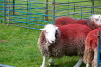 Herdwick Sheep Oil Pastels, Herdwick Sheep Sketch, Houghton, Herdwick Sheep Oil Painting, Herdy Sheep Artist, Herdy, Harrison Stickle, Illgill Head, Herdwick Sheep Acrylic Paintings, Caw Fell, Lamplugh, Glenridding Dodd, Newton Reigny, Herdwick Artwork, Raven Crag, Lakeside, Broughton, Birkhouse Moor, Knott, The, Harrington, Gamblesby, White Side, Brampton (Carlisle), Bampton, Nethermost Pike, Herdwick, Herdwick, Bannerdale Crags, Herdy Ewe, Herdwick Sheep, Souther Fell, Skiddaw,  Lake District, Cumbria.