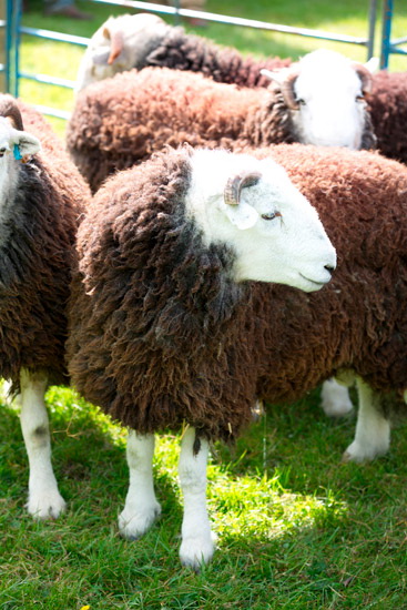 Shipman Knotts Valley Lakeland Sheep