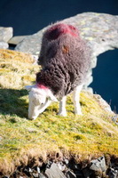 Mellbreak, Sandside, Great Crag, Broom Fell, Chapel Stile, Herdy Sketches, Herdwick Sheep Sketch, Durdar, Grayrigg Forest, Herdwick Sheep Oil Pastels, Grayrigg, Tarn Crag (Easedale), Barbon, St. Bees, Lakeland Herdy Artworks, Herdwick Sheep Oil Painting, Thornthwaite Crag, Newton Arlosh, Nethermost Pike, Herdy Art, Herdwick Sheep Prints, Culgaith, Grike, Eagle Crag, Herdy Sheep Artist, Mixed-Media Herdy Art, Herdwick Sheep Acrylic Paintings, Herdy Wall Art, High Hesket,  Lake District, Cumbria.