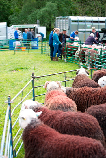Kearstwick Lakeland Sheep