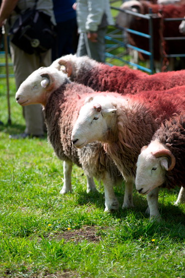 Natland Lakeland Sheep