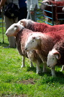 Hartsop Dodd, Arkleby, Herdwick Sheep, Moresby, Torver, Brae Fell, Staveley (Kendal), Herdies, Herdwick Sheep Oil Painting, Herdwick Art, Herdwick Sheep Acrylic Painting, Herdwick Art Studio, Herdwick Sheep Art, Embleton, Flookburgh, Gray Crag, Eagle Crag, Middle Dodd, Meal Fell, Mixed-Media Herdwick Art, Lingmoor Fell, Brigsteer, Helton, Pennington, Mungrisdale Common, Greendale,  Lake District, Cumbria.