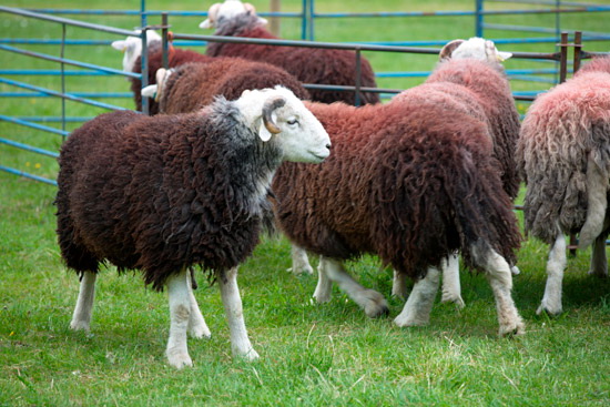 Grasmere Field Herdwick - Lakeland Photos - Art Prints Grasmere Field Herdwick