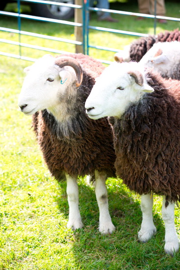 Drybeck Field Lakeland Sheep