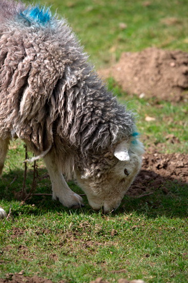 Whin Rigg Valley Herdwick - Lakeland Photos - Art Prints Whin Rigg Valley Herdwick