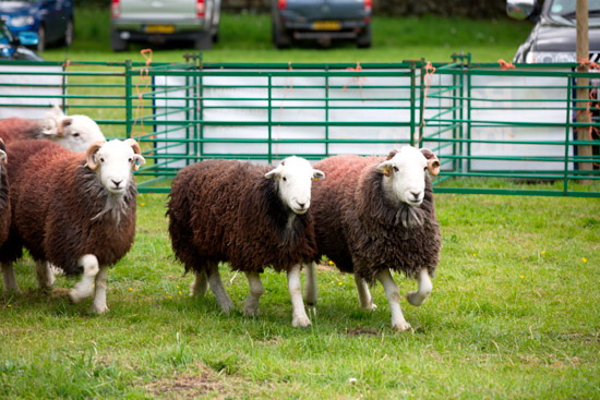 Anthorn Valley Herdwick